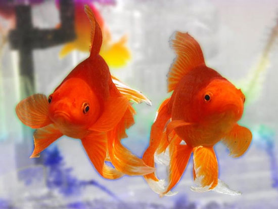 Goldfish survive more than 4 months without eating