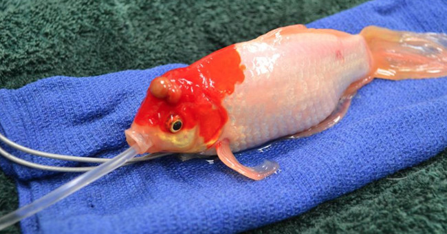 Goldfish survive thanks to surgery to remove the head tumor