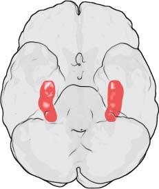Good sleep helps the brain remember better.