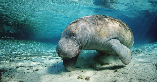 Google will save the sea pigs in danger of extinction