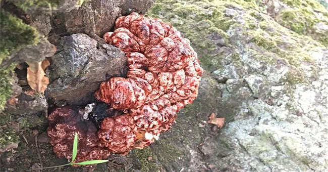 Goose bumps with 'bloody brain' sprouting from the stump
