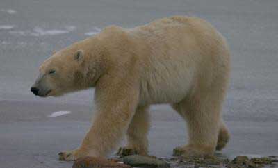 Goose eggs can save white bears