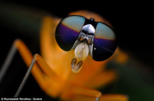 Gorgeous insects ...