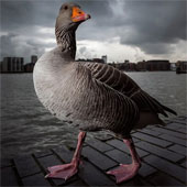 Gorgeous wildlife photos won awards in the UK