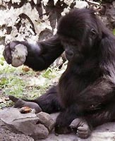 Gorilla has the ability to use the tool