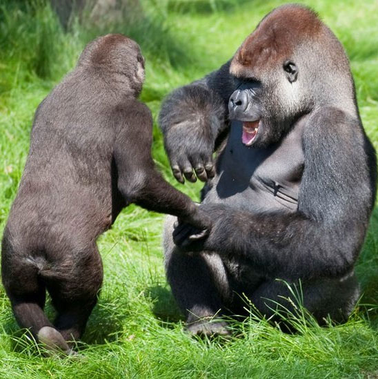 Gorilla hugged each other to rejoice