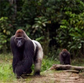 Gorillas can actively use body odor to communicate