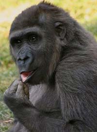 Gorillas spread lice to humans