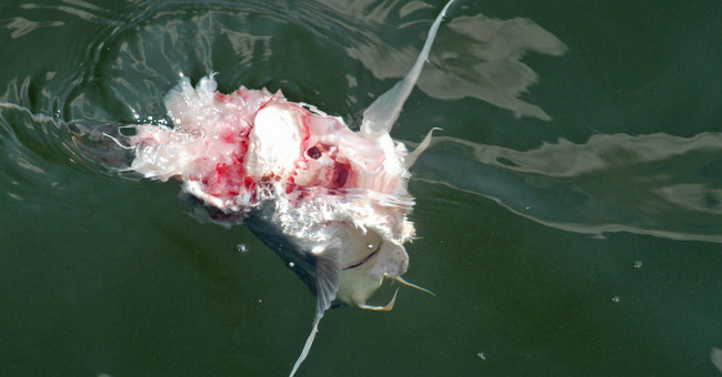 Gourmet dolphin knows to bite off its prey