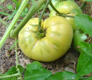 Grafting tomatoes on eggplant root