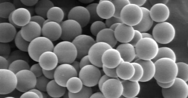 Grain-making scientists carry drugs for cancer treatment