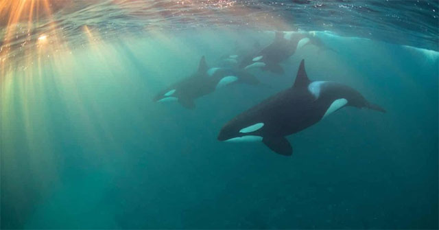 'Grandma effect' in killer whales