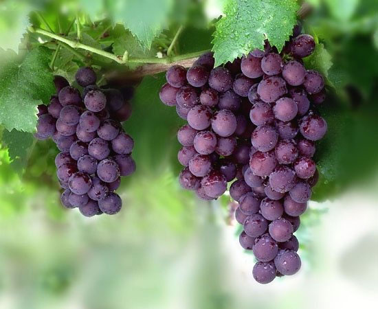 Grapes containing melatonin are hormones that help sleep