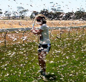 'Grasshopper Clouds' rises in the Middle East