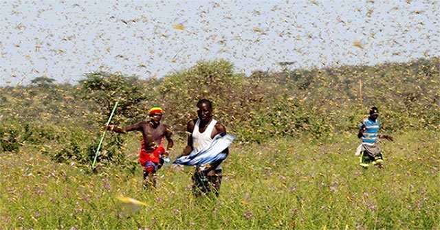 Grasshopper epidemic spread to South Sudan