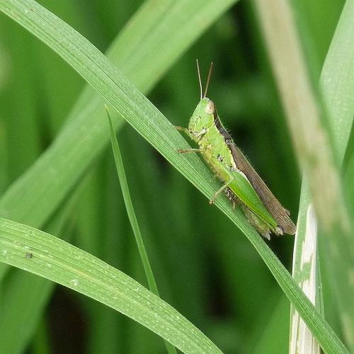 Grasshoppers are anxious in Africa