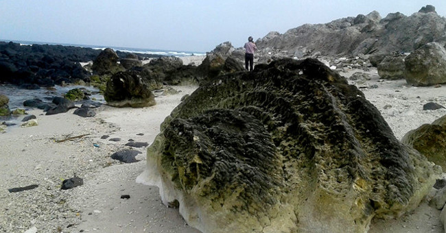 'Graveyard' 6,000-year fossil coral, 20,000m2 in Ly Son