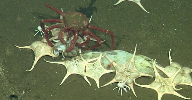 Graveyard squid at a depth of 1,000 meters under the sea