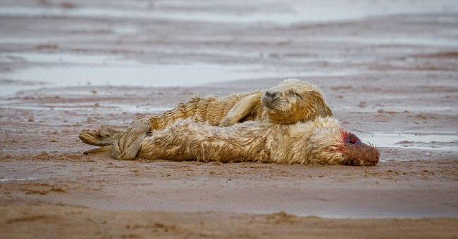 Gray fur seals hugged your body for days