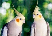 Gray parrots also like opposing partners