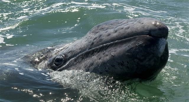 Gray whales with a record long migration distance of 10.880 km