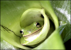 Great battle between frogs