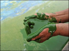 Great biofuel from algae
