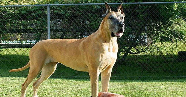 Great Dane dog, giant with pigeon heart