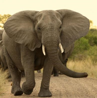Great discoveries about giant elephants