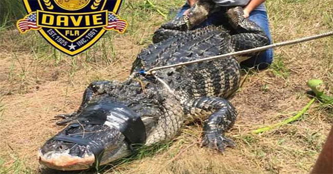Great epidemic of crocodiles raging America
