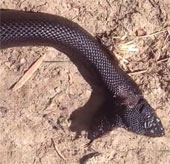 Great family of exotic animals welcoming solid black two heads