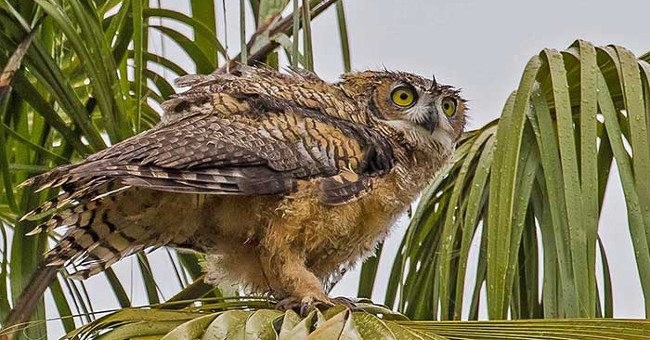Great hot escape of animals in the desert