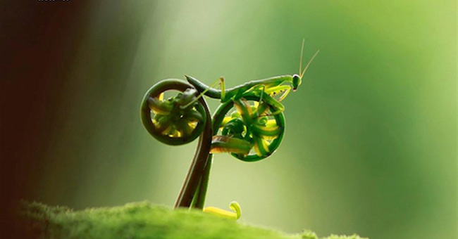 Great moments of animals