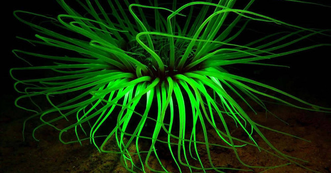 Great photos of life in the ocean