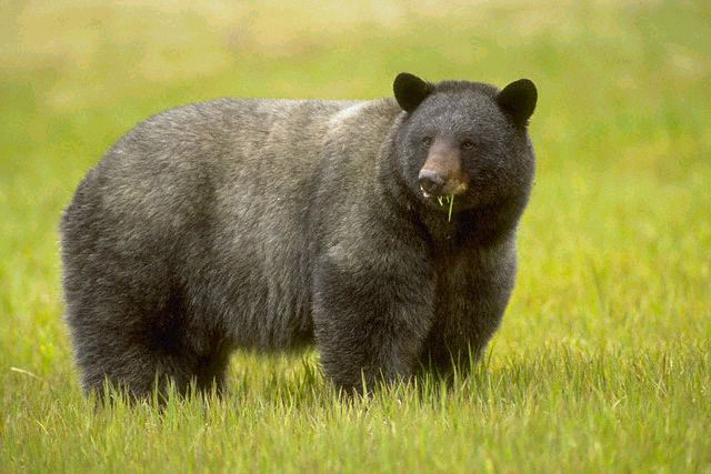 Great recovery mechanism in bears