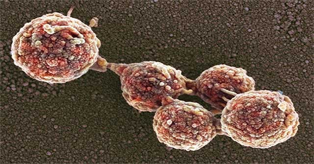 Great turning point: People have 'programmed' bacteria