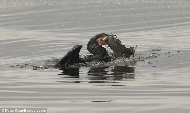 Greedy cormorant swallowed giant cod