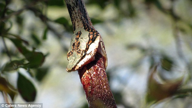 Greedy snake snakes tried to swallow snake but failed