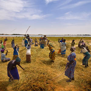 Green agriculture in Africa