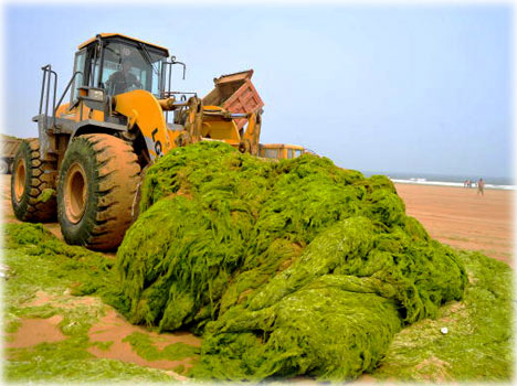 Green algae raging in China