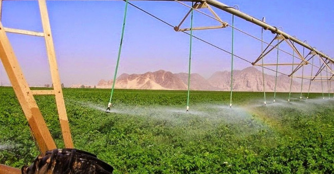 Green farm in the scorching desert