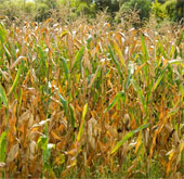 Green fuel from corn waste