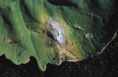 'Green' fungicides