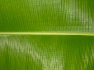 Green Leaf - a source of inspiration for solar cells