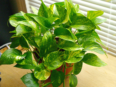 Green plants attract poison of computers