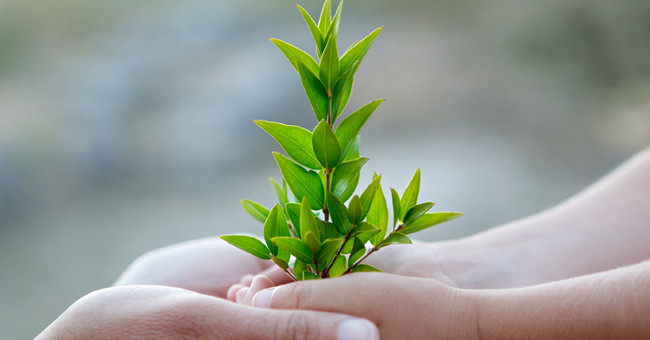 Green plants help filter water, reduce mortality in children due to diarrhea