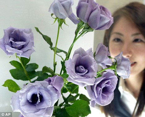 Green roses are about to be sold in the US