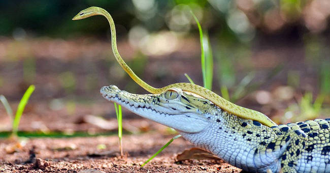 Green snakes both liver riding on the crocodile's head for excursions