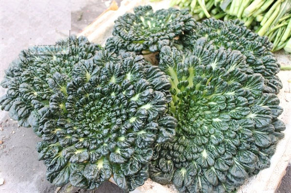 Green spinach with rose shape has high nutritional value