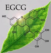 Green tea can fight blood cancer